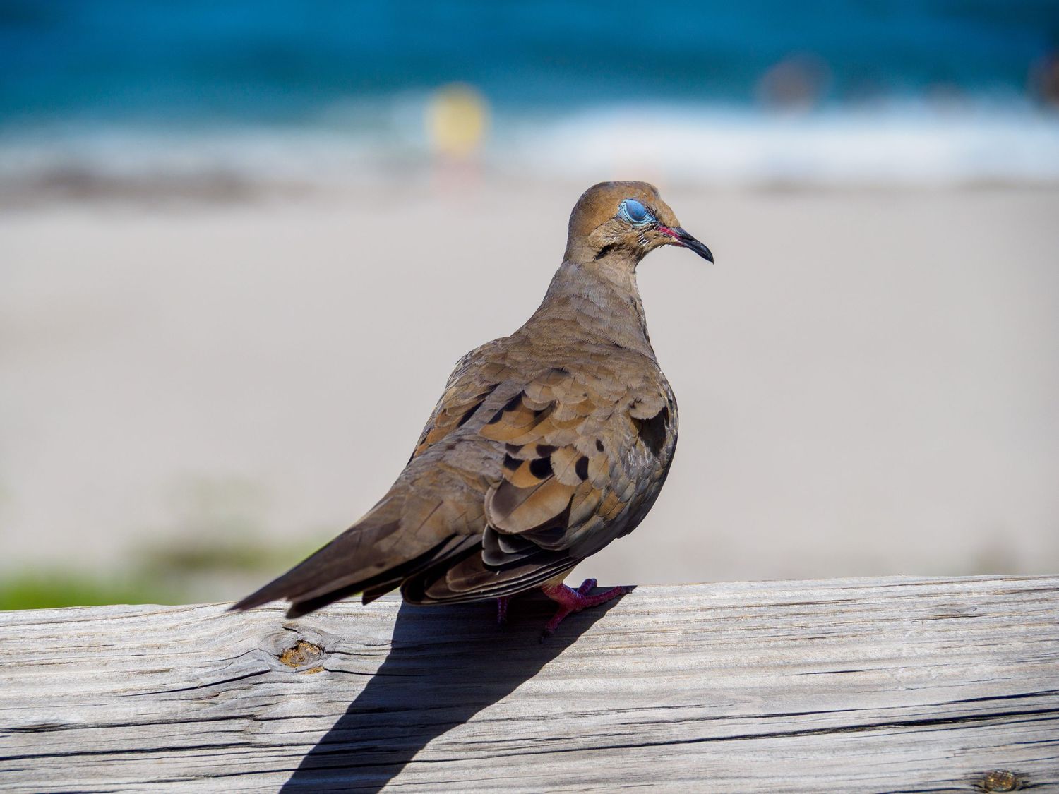 A mourning dove perched on a weathered wooden railing with a blurred beach and ocean in the background.