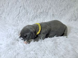 Newborn gray puppy with yellow collar sleeping on white fluffy blanket.