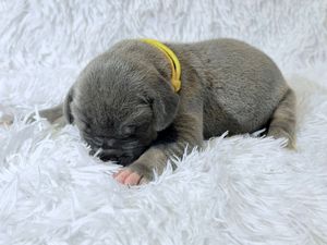 Tiny newborn puppy with yellow collar sleeping curled up on fluffy white blanket.