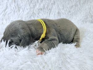 Newborn gray puppy with yellow collar sleeping on fluffy white blanket.