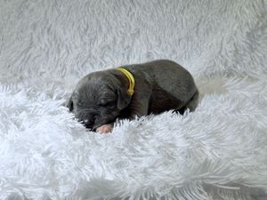 Tiny newborn gray puppy sleeping curled up on a fluffy white blanket wearing a small yellow collar.
