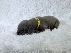 Tiny newborn puppy with yellow collar sleeping curled up on white fluffy blanket.