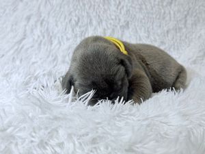 Newborn gray puppy sleeping curled up on white fluffy blanket with yellow identification ribbon around neck.