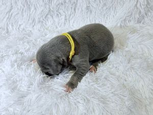 Newborn gray puppy with yellow collar sleeping on white fluffy blanket.