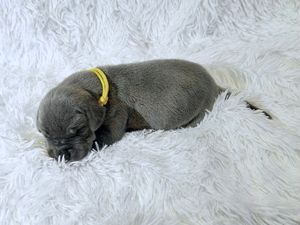 Newborn gray puppy with yellow collar sleeping on fluffy white blanket.