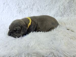 Newborn gray puppy with yellow collar sleeping on white fluffy blanket.