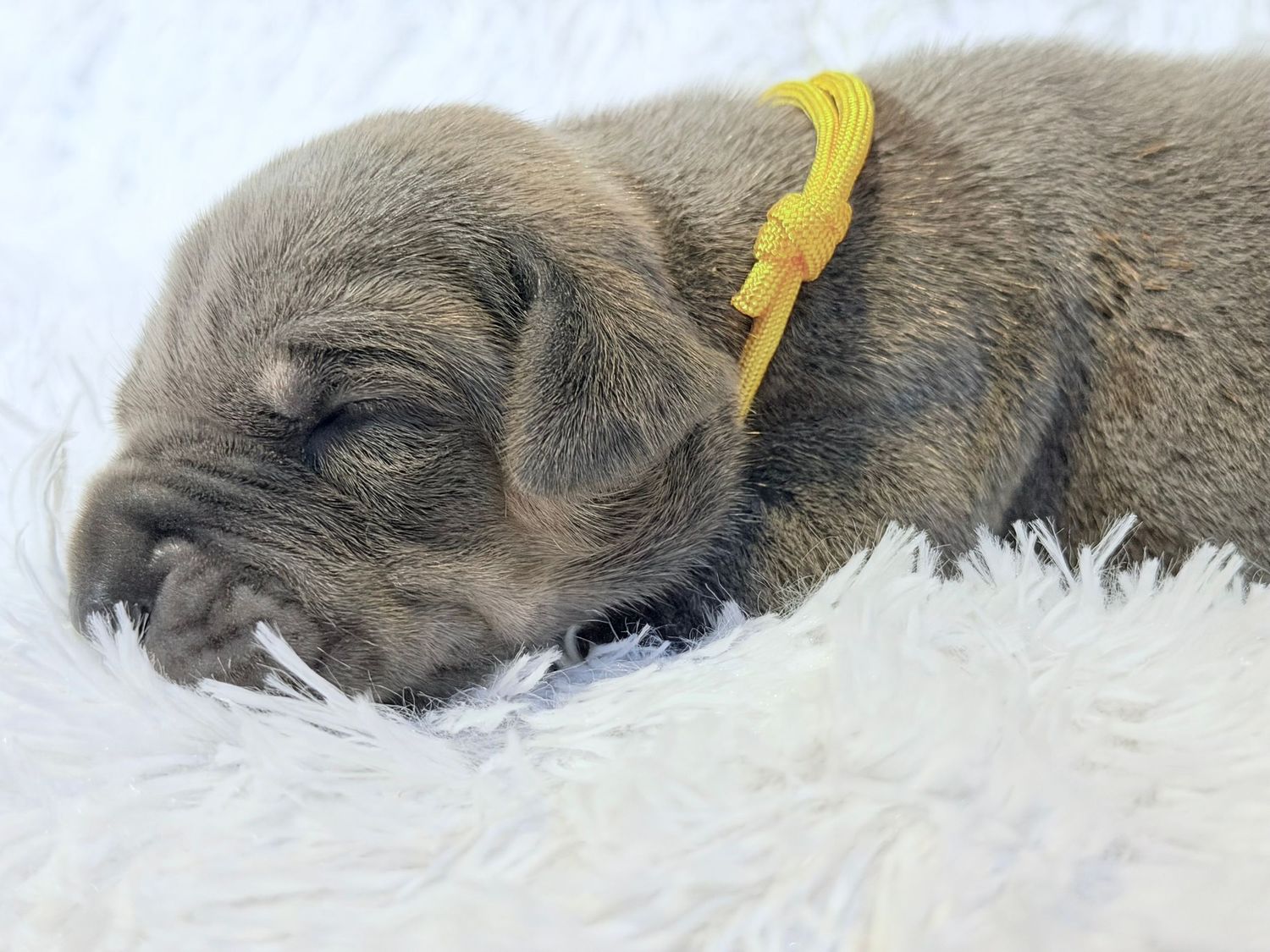 Newborn puppy sleeping on white fluffy blanket wearing yellow collar.