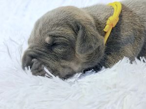 Newborn puppy sleeping on white fluffy blanket wearing yellow collar.