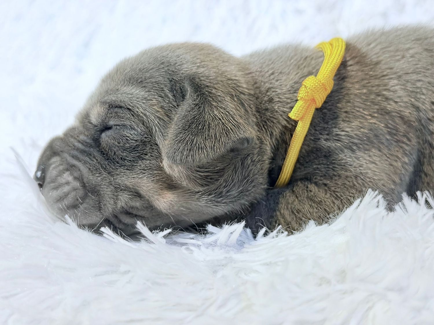 Newborn puppy with gray fur sleeping peacefully on white fluffy blanket wearing a yellow collar.