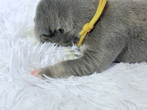 Gray cat with yellow collar lying on white fluffy carpet, sniffing or playing with a small object.