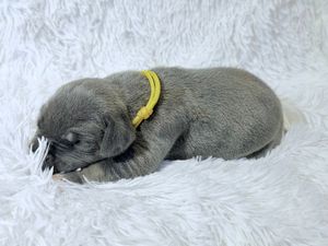 Newborn gray puppy sleeping on white fluffy blanket wearing a yellow identification collar.