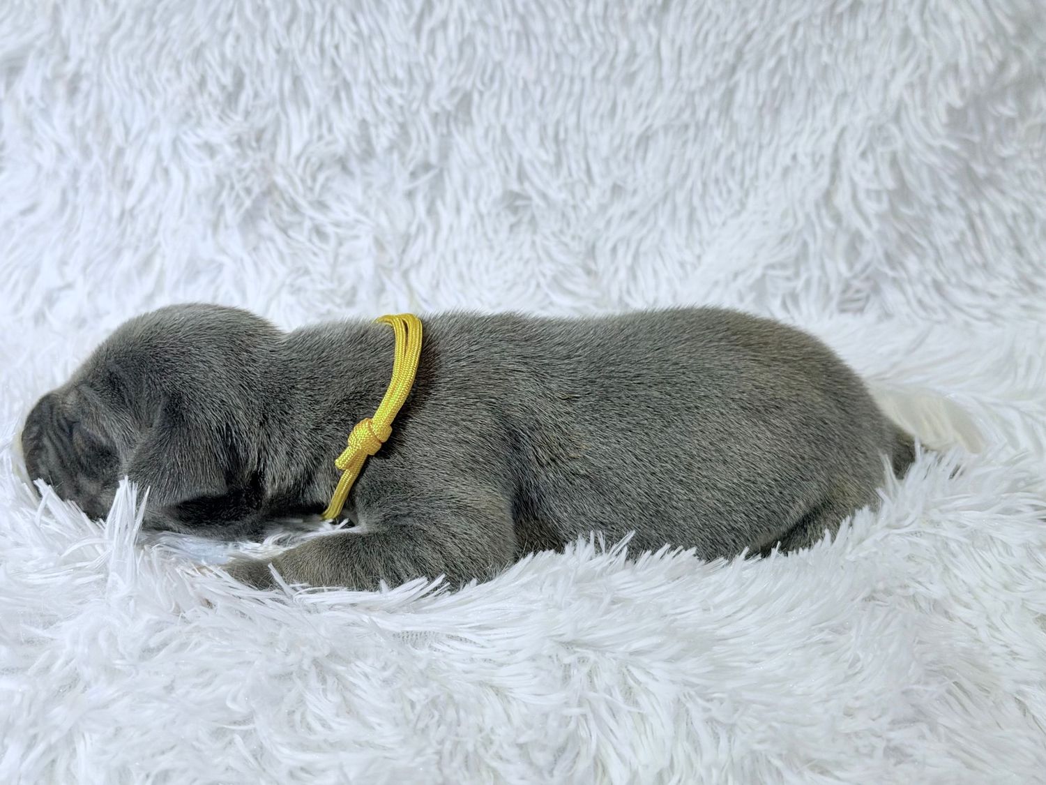 Newborn gray kitten wearing a yellow collar sleeping on a white fluffy blanket.