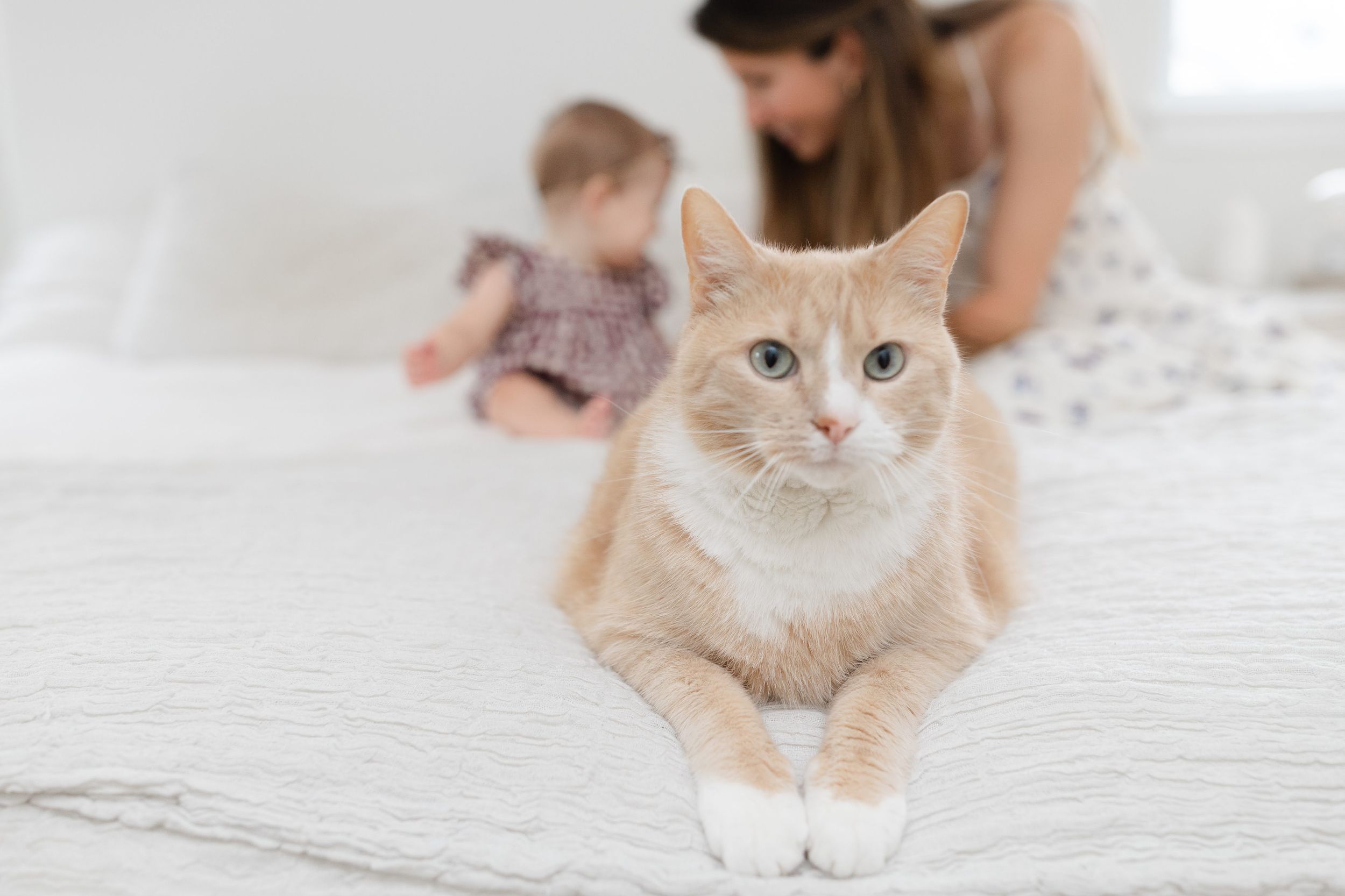 An orange tabby cat lying on a white bed with a mother and baby sitting in the soft-focus background.