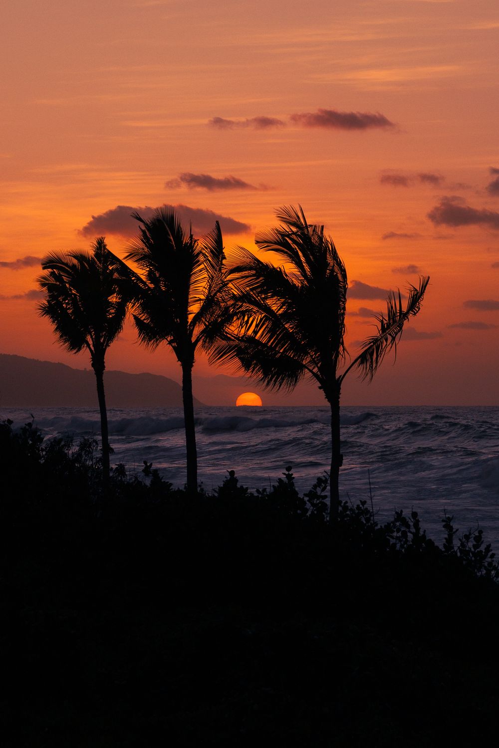 Silhouetted palm trees sway against a vibrant orange sunset over the ocean with crashing waves.