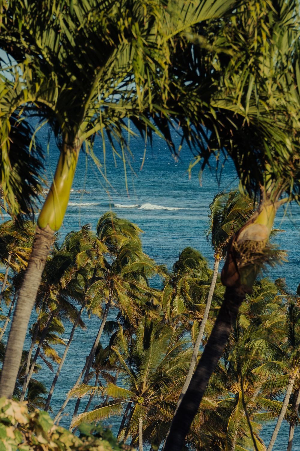 Tall palm trees framing view of blue ocean waves on tropical Hawaiian shore.