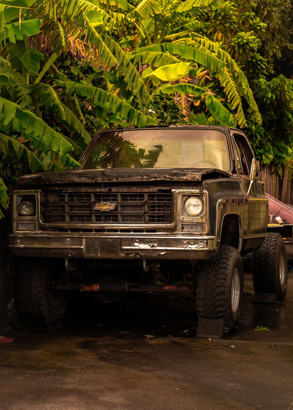 Rusty vintage Chevrolet 4x4 truck parked in front of lush tropical banana trees on wet pavement.