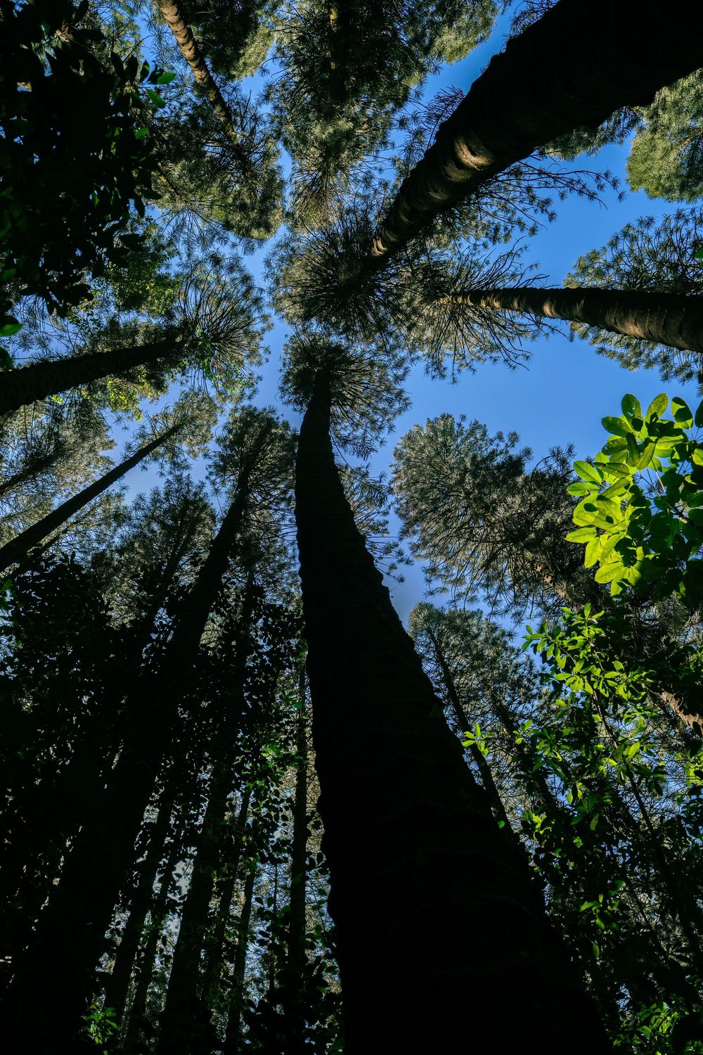Low angle view looking up through tall forest trees toward a blue sky canopy.