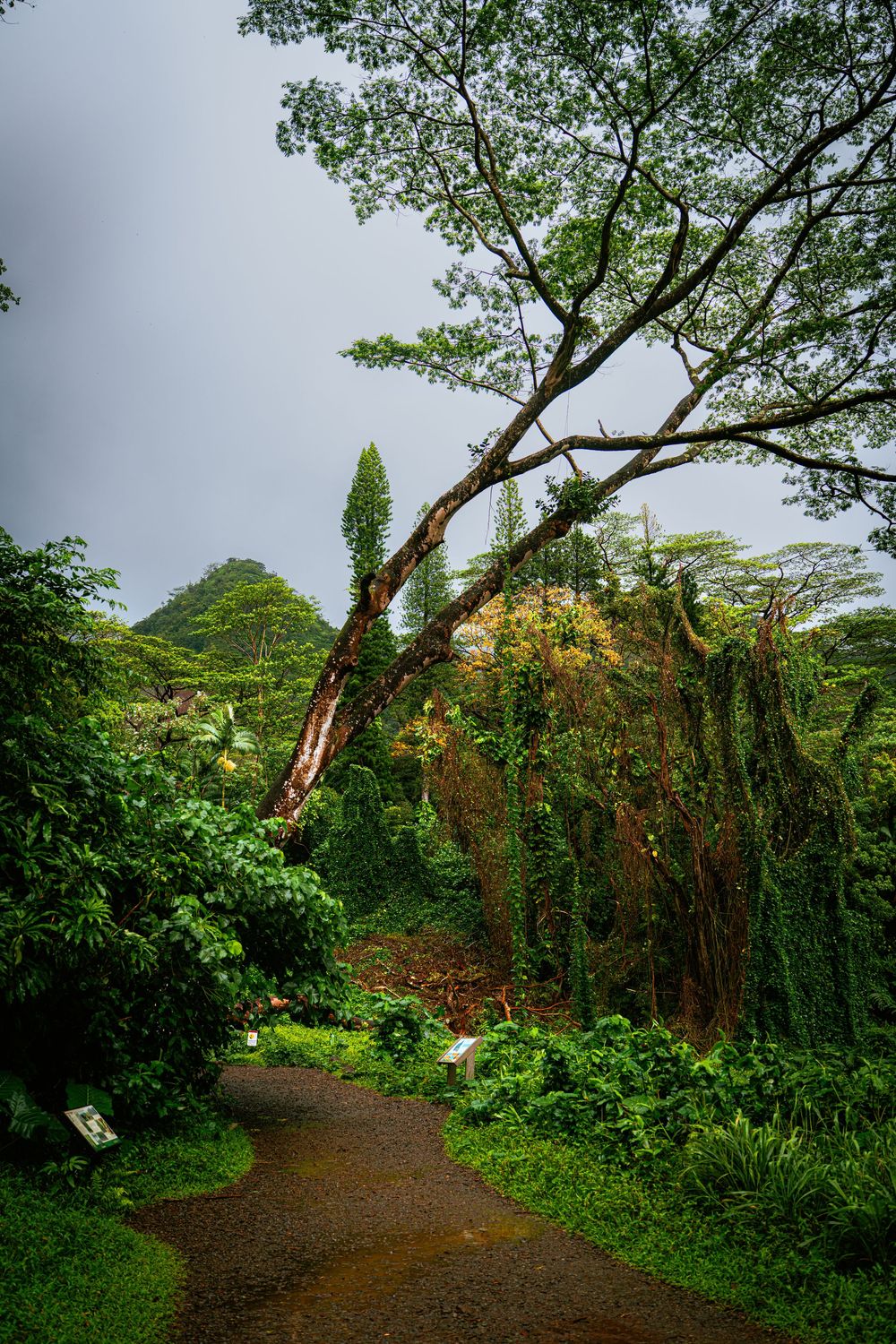 Lush tropical garden path with towering trees and misty mountain peaks in Hawaii.