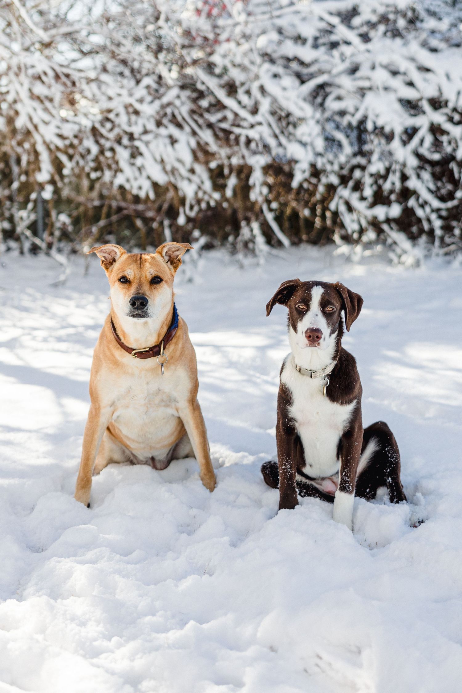 Two dogs sitting in snow, one tan and one brown and white, posing together in winter scenery.