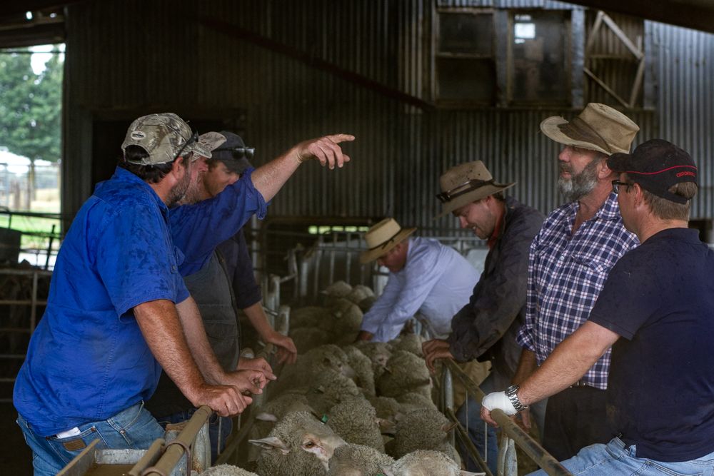 Group of farmers in grubby work shirts and hats standing in the sheep yards discussing their sheep. Event image by Em Callaghan Photography.
