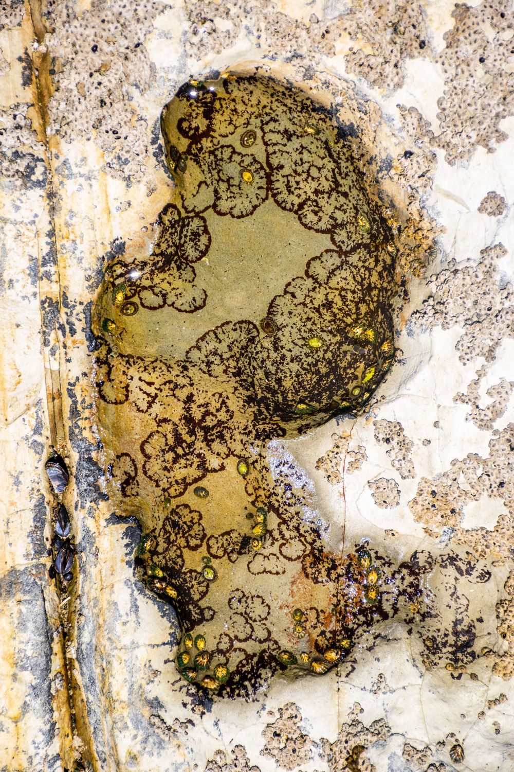 Abstract pattern of lichen and mineral deposits creating a natural design on weathered stone.