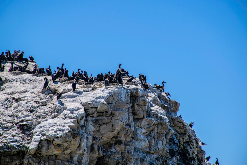 Seabirds perched on a rocky cliff formation against a bright blue sky.