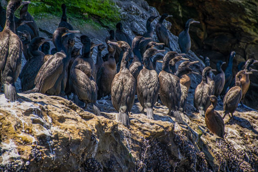 Group of cormorants gathered on rocky coastal cliffs, their dark feathers contrasting against the stone.