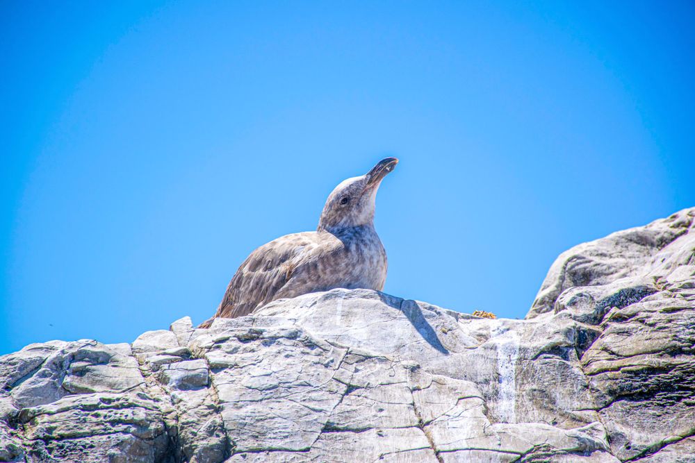 A pelican perched on top of a weathered coastal rock formation against blue sky.