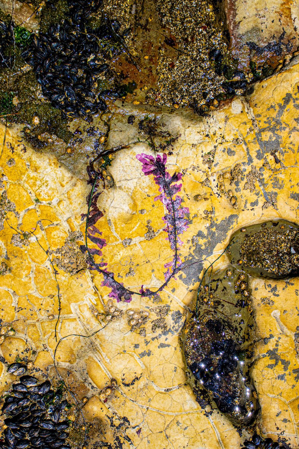 Purple sea anemone among yellow rocks and black mussels in a tide pool.