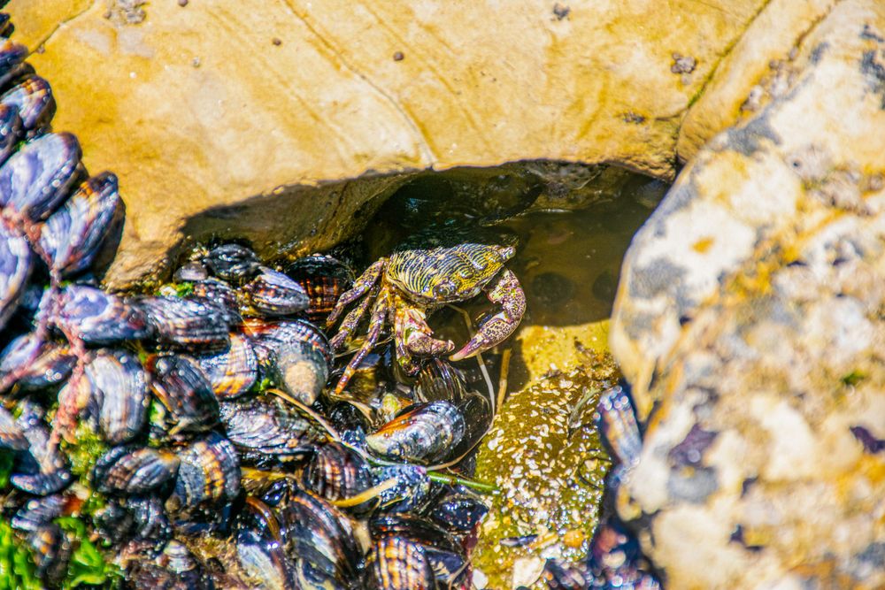 Cluster of mussels clinging to rocks at low tide along the coastline.