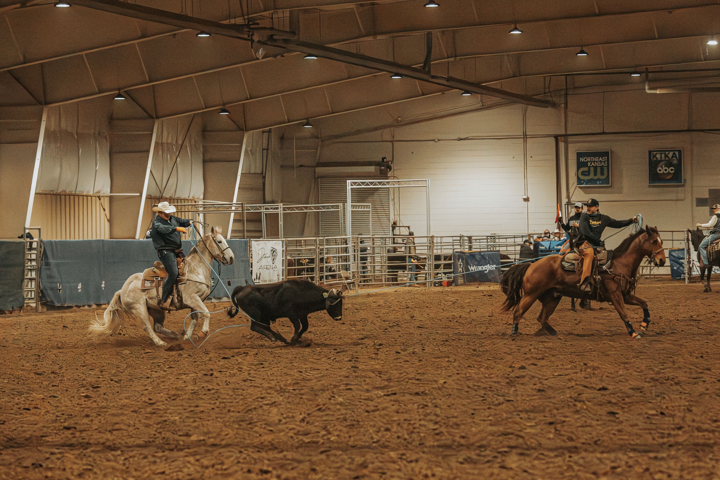 Team of riders competing in indoor rodeo arena roping competition with calf.