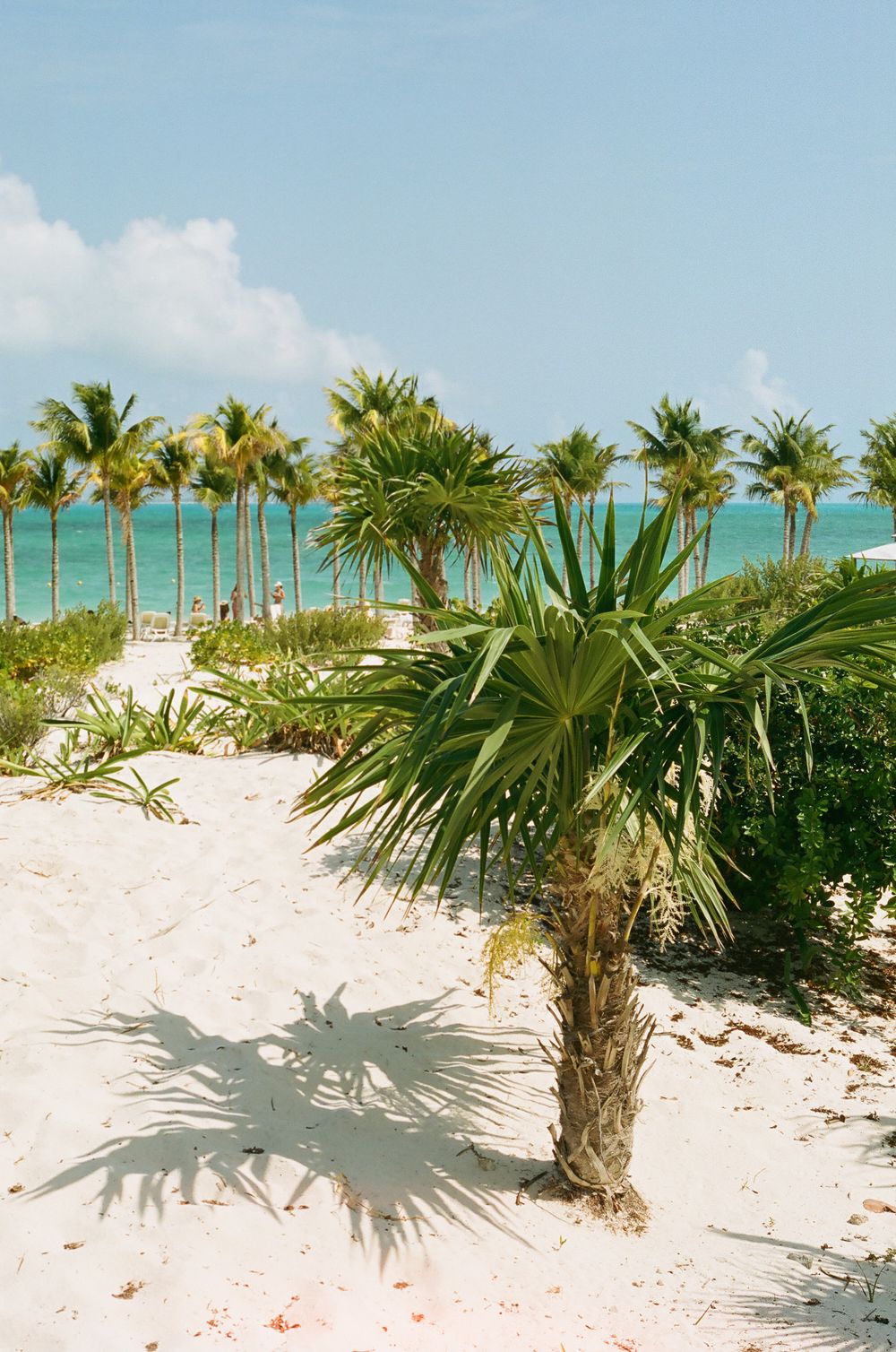 Tropical beach landscape with palm trees and white sand against turquoise ocean waters.