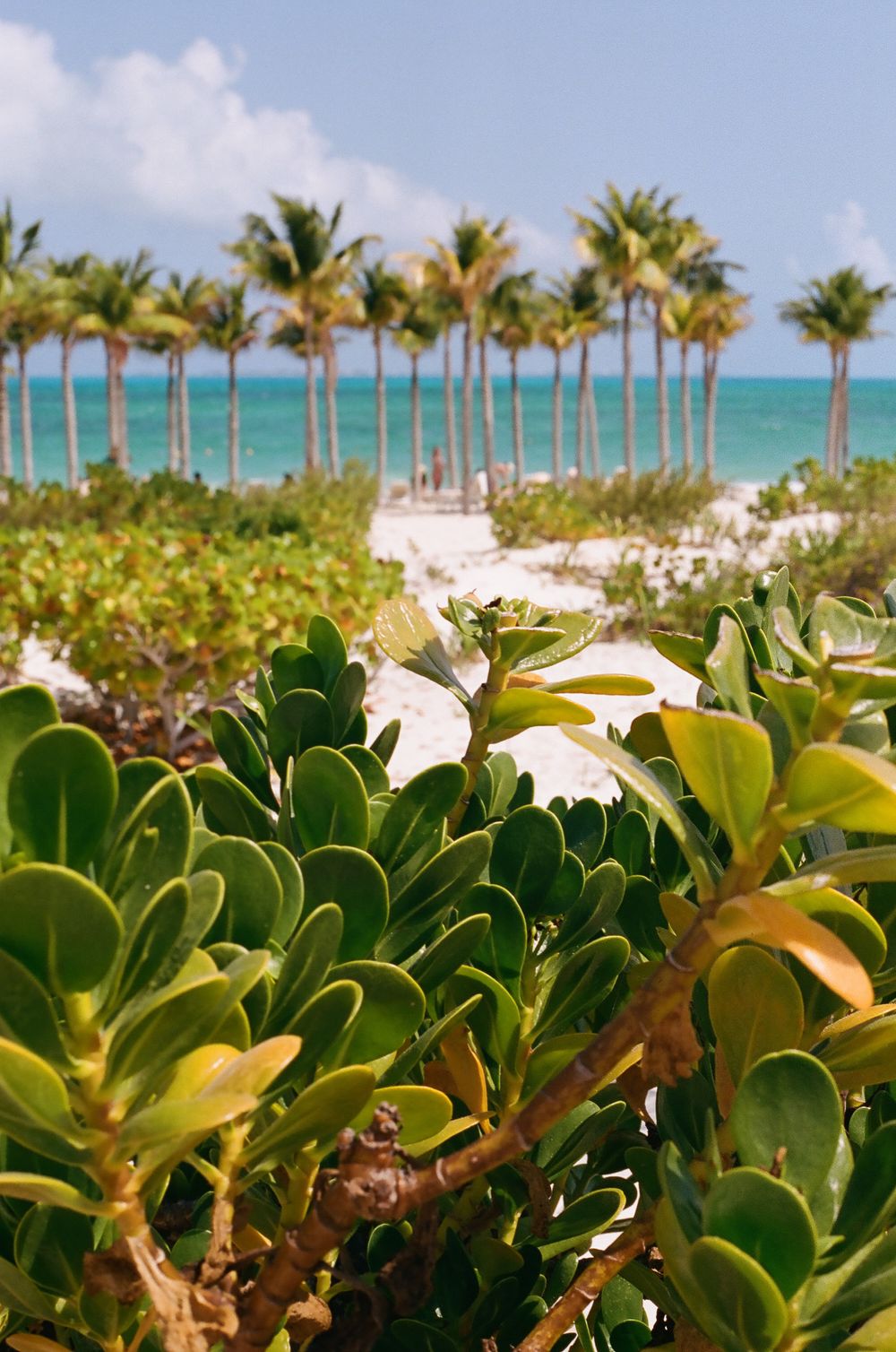 Lush tropical plants frame a pathway lined with palm trees leading to crystal blue waters.