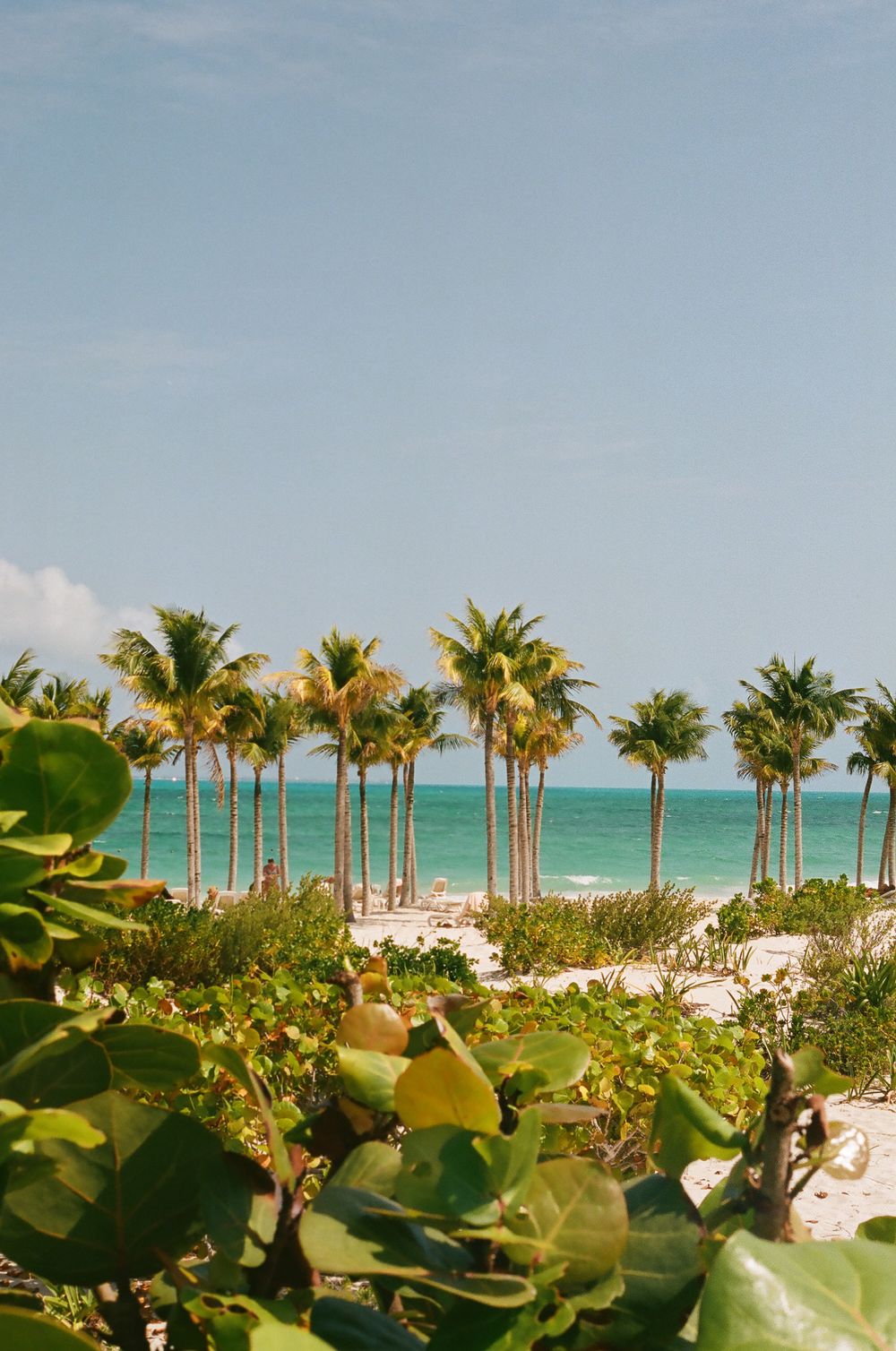 Tropical beach scene with tall palm trees and sea grape leaves framing turquoise ocean views.