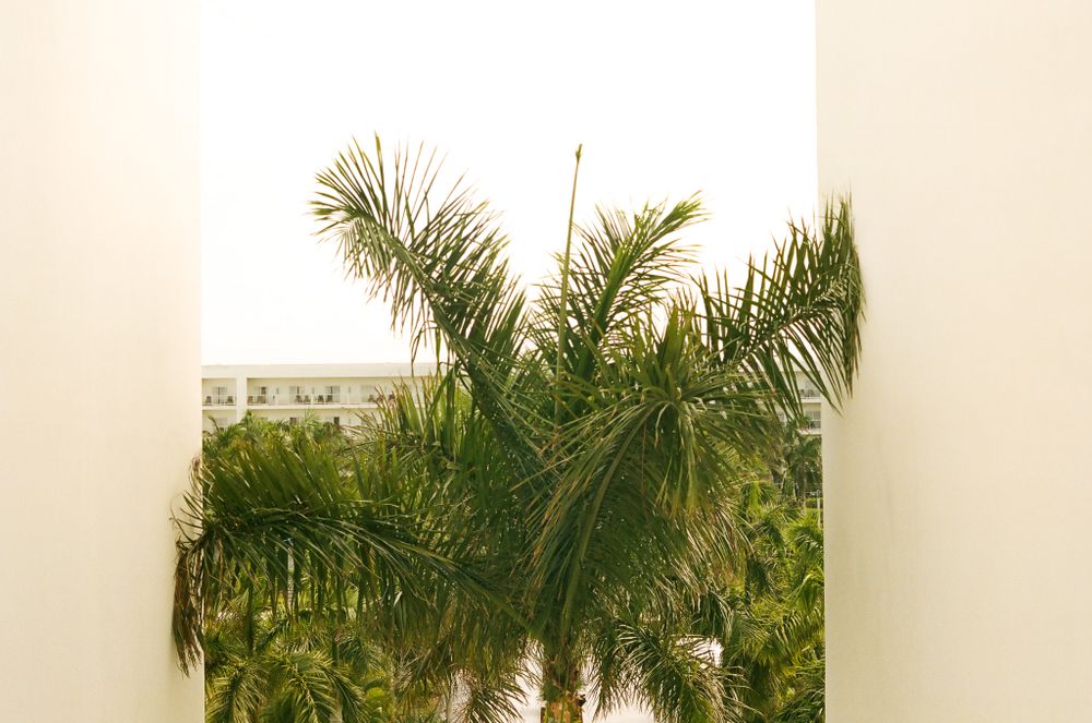 Palm tree fronds against white sky in tropical setting.