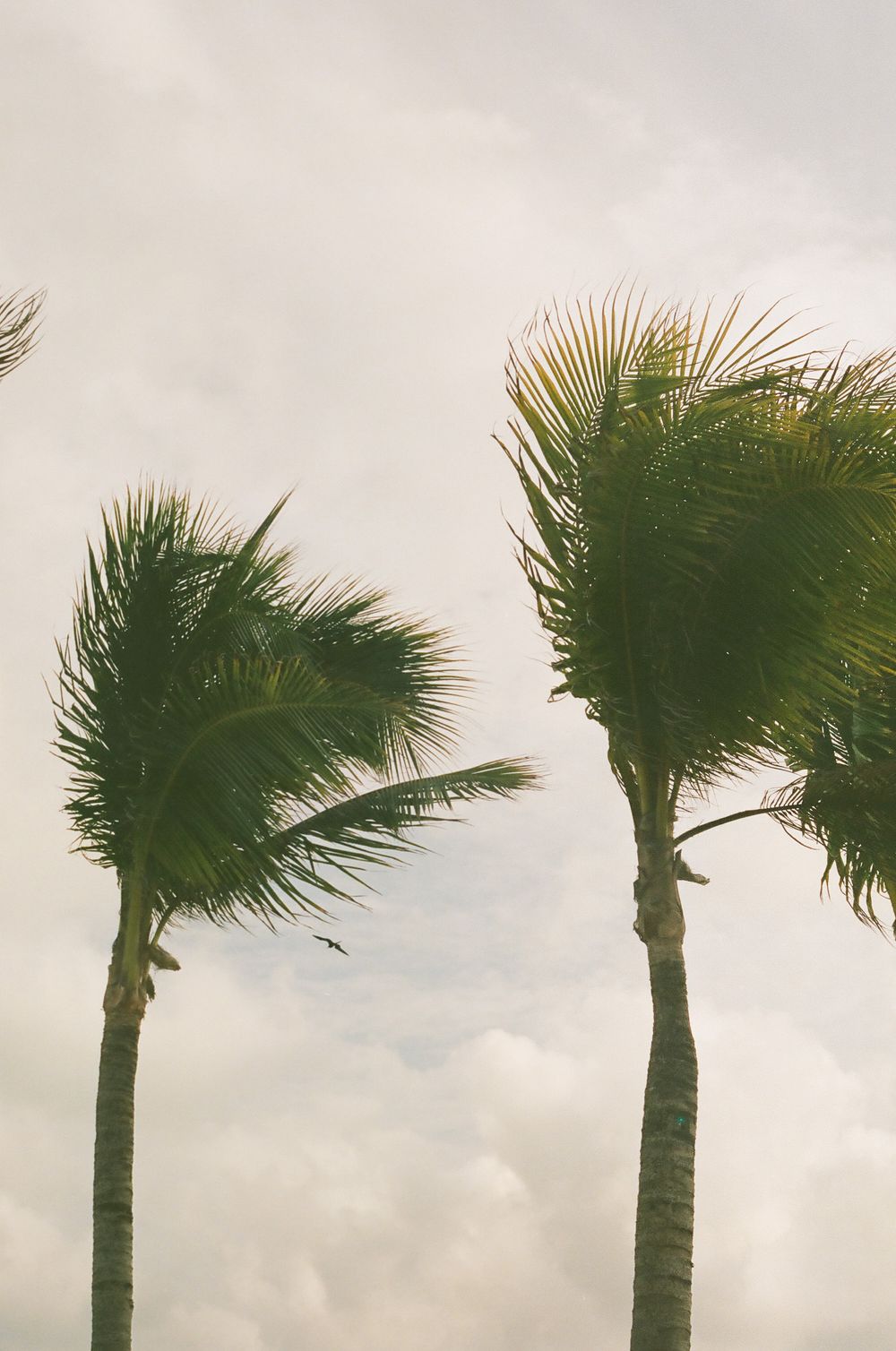 Row of palm trees silhouetted against cloudy sky creating a tropical atmosphere.