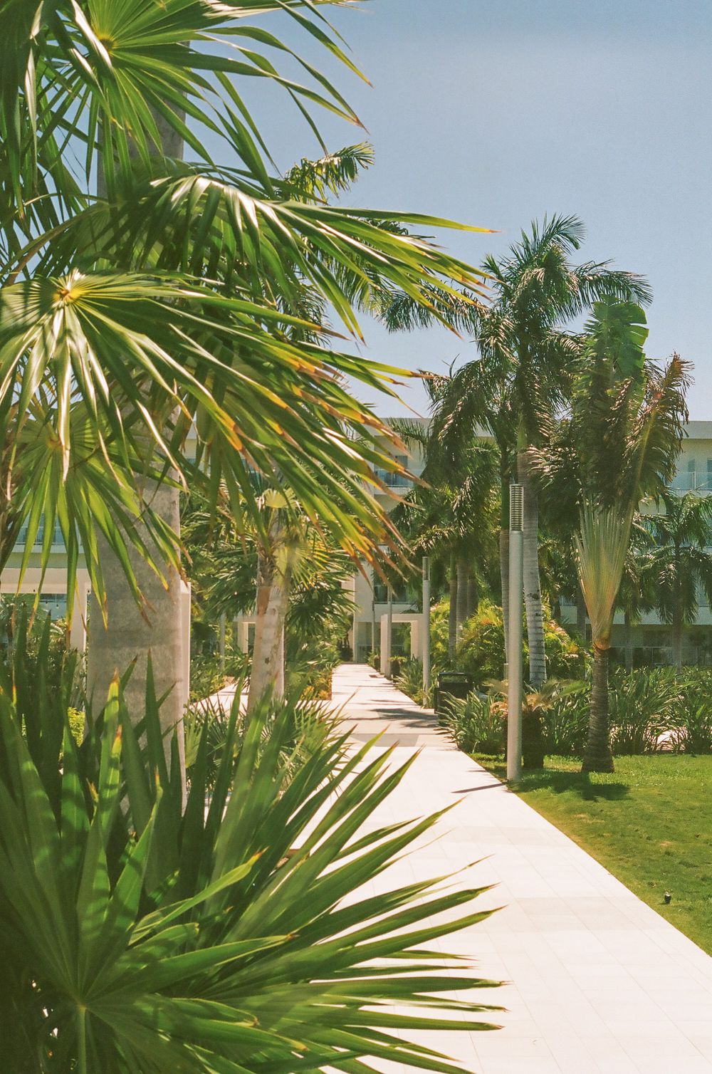 White concrete pathway lined with lush palm trees and tropical plants leads through resort grounds.
