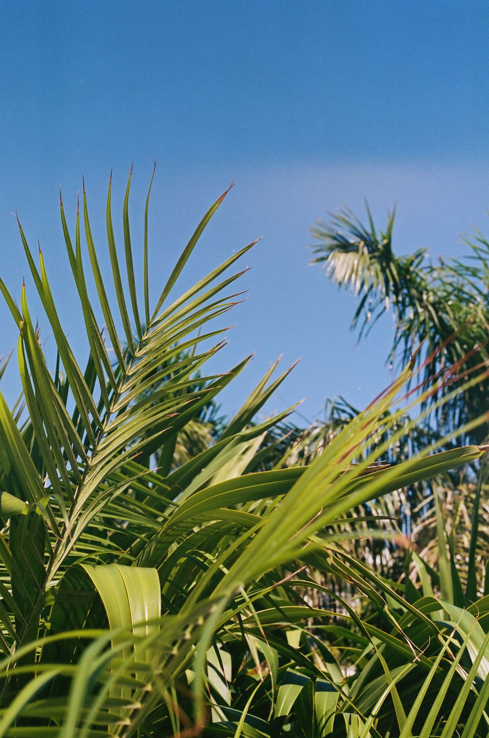 Vibrant green palm fronds reach toward bright blue sky in tropical setting.