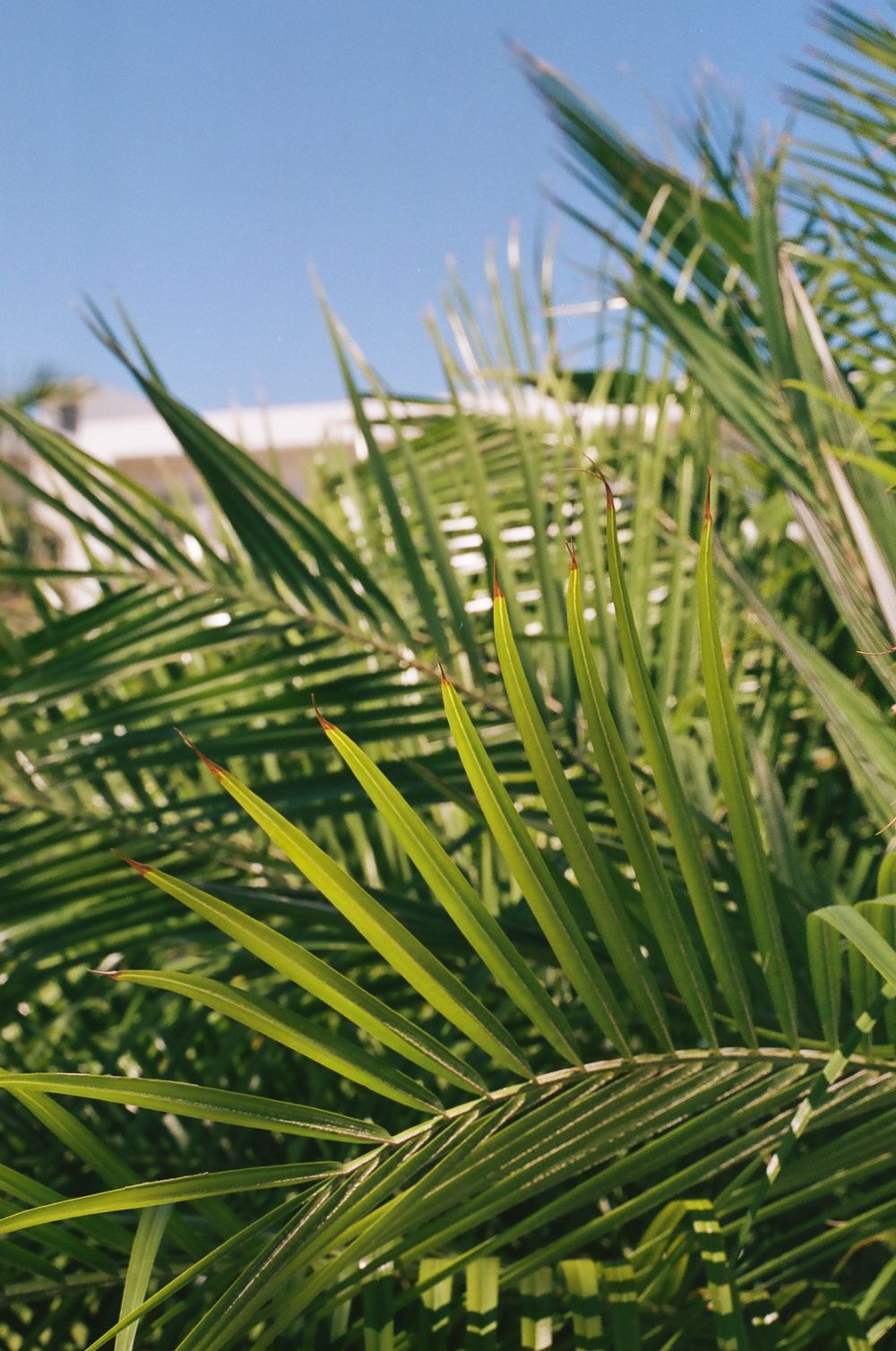 Close-up of bright green palm fronds creating natural tropical pattern.