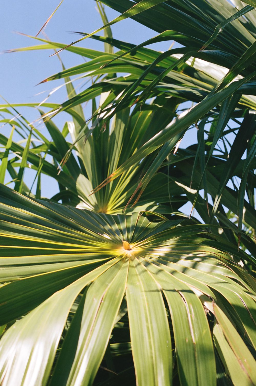 Sunlit palm frond detail showing geometric patterns of leaves against bright sky.