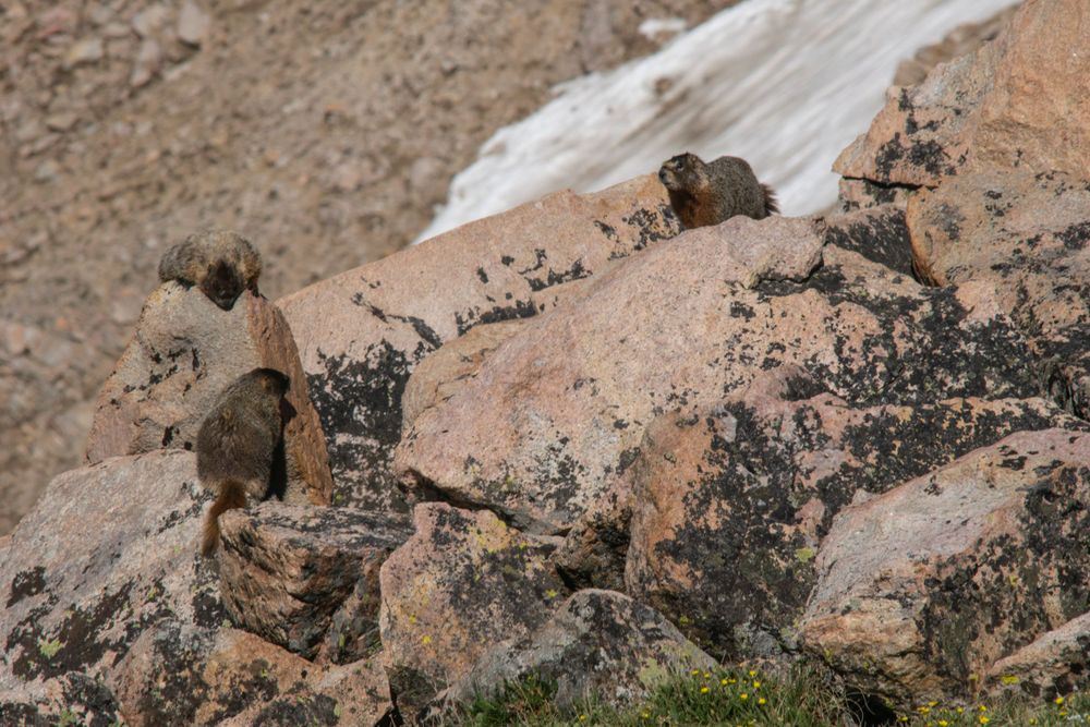 Two marmots resting on rocky mountain slope with patches of snow.