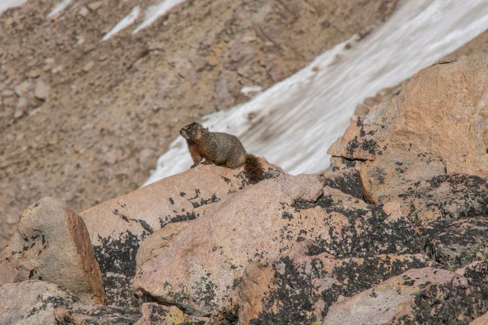 Small marmot perched on rocky mountain terrain with snow patches.