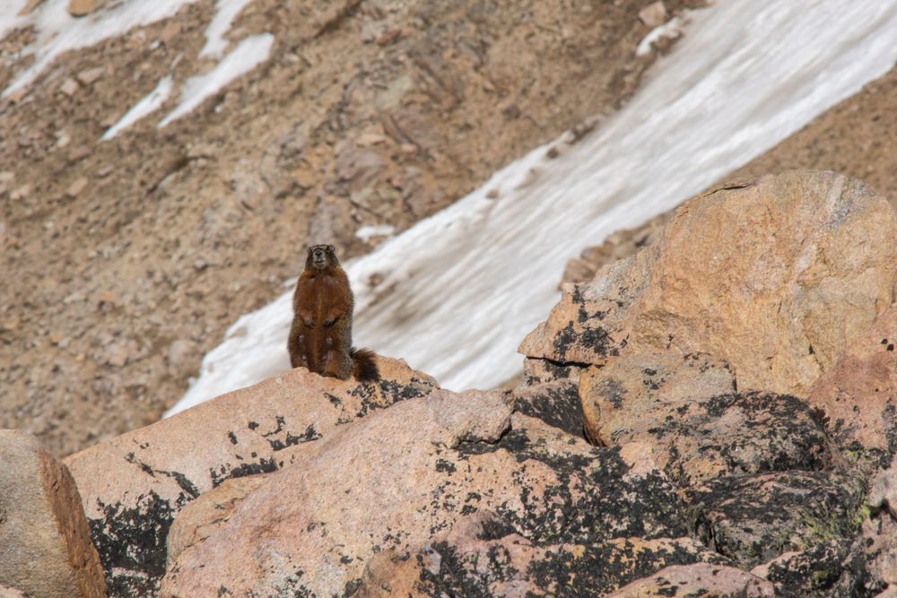 Alert marmot standing on rocky mountain outcrop with snowy background.