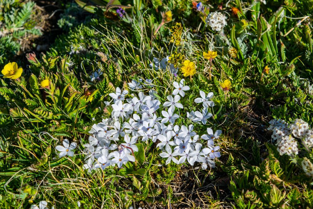 Delicate white alpine flowers bloom among green grass on a mountain meadow.