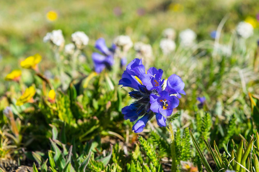 A vibrant blue alpine gentian flower blooms in a mountain meadow surrounded by yellow wildflowers.