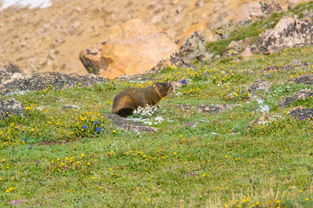 A marmot forages on a rocky mountain slope covered in alpine wildflowers.