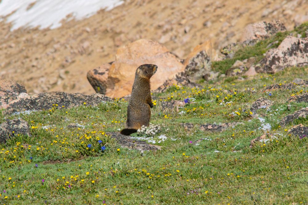 Marmot standing upright in alpine meadow with mountain flowers.