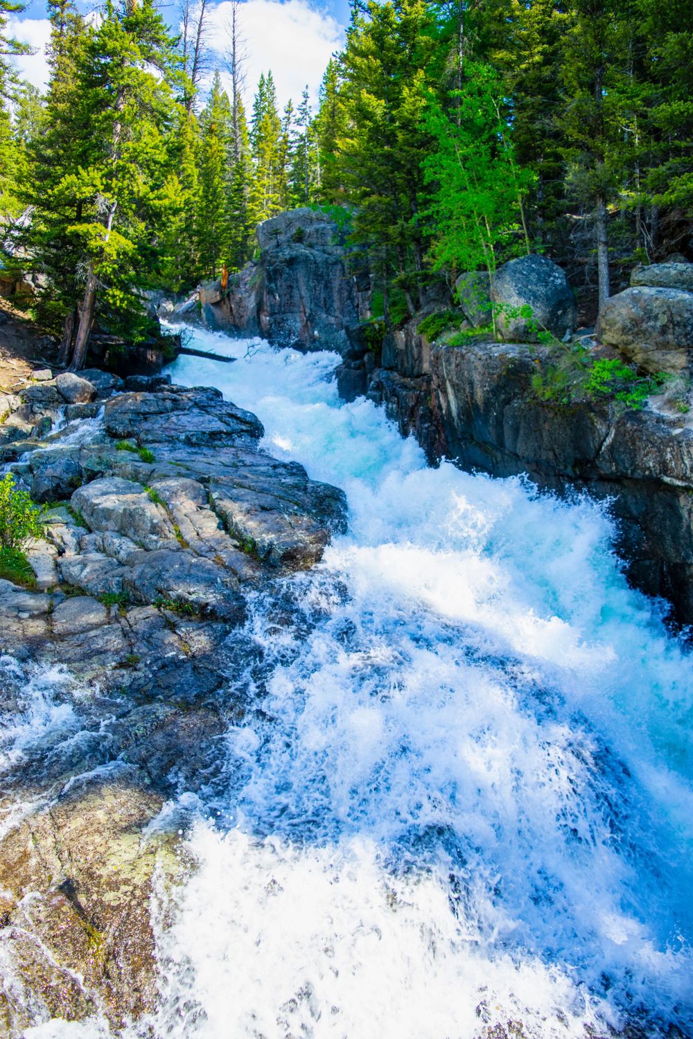Rushing white water cascades through a rocky gorge surrounded by evergreen forest.