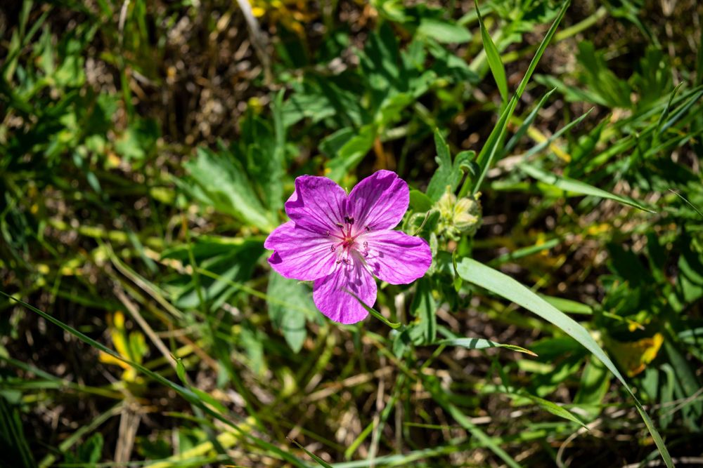 A single purple wildflower blooms against a blurred green natural background.