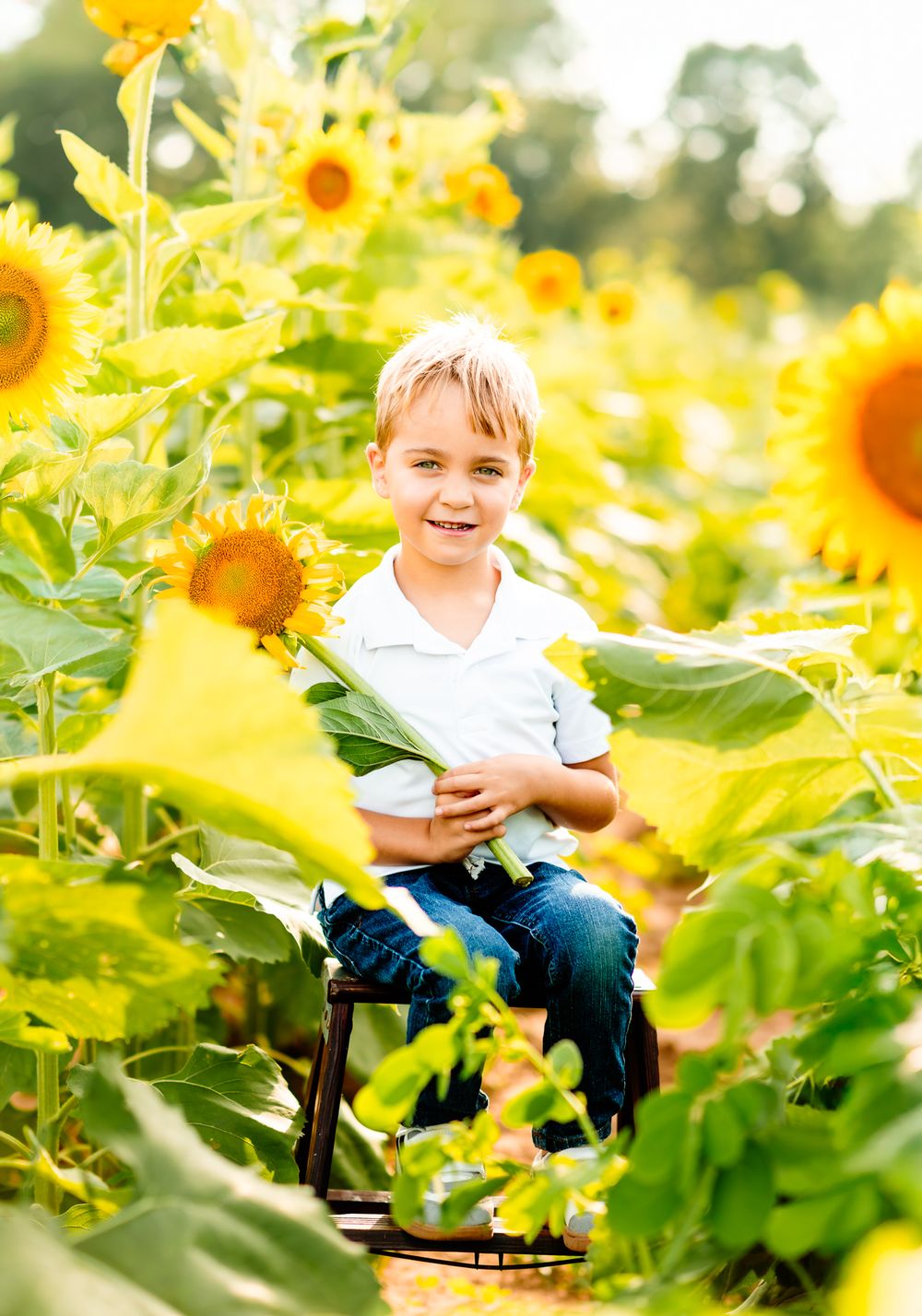A bright sunflower field scene with a rustic wooden chair surrounded by tall green stalks and yellow blooms.
